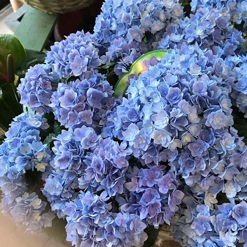 紫陽花の鉢植え